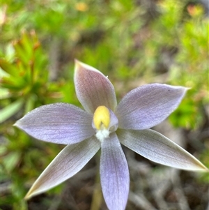 Thelymitra sp. at Yanakie, VIC - suppressed