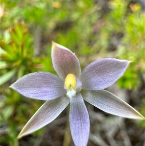 Thelymitra (Genus) at Yanakie, VIC - suppressed