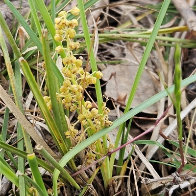 Lomandra filiformis subsp. coriacea (Wattle Matrush) at Whitlam, ACT - 5 Nov 2024 by sangio7