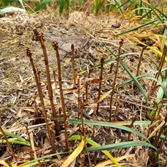 Gastrodia procera (Tall Potato Orchid) at Isaacs, ACT - 6 Nov 2024 by Mike