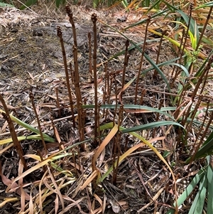 Gastrodia procera at Isaacs, ACT - 6 Nov 2024