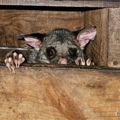 Trichosurus vulpecula (Common Brushtail Possum) at Braidwood, NSW - 6 Nov 2024 by MatthewFrawley