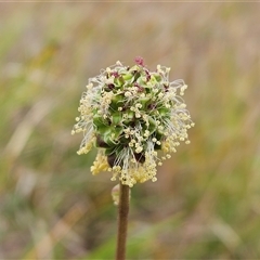 Sanguisorba minor (Salad Burnet, Sheep's Burnet) at Whitlam, ACT - 5 Nov 2024 by sangio7