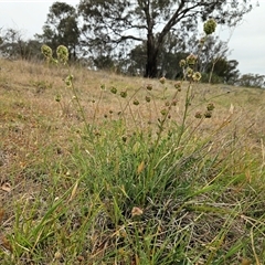 Sanguisorba minor at Whitlam, ACT - 5 Nov 2024 08:53 AM