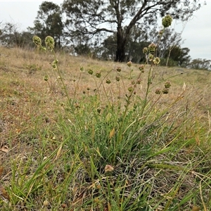 Sanguisorba minor at Whitlam, ACT - 5 Nov 2024