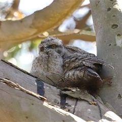 Podargus strigoides (Tawny Frogmouth) at Acton, ACT - 5 Nov 2024 by TimL