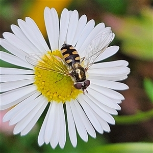 Melangyna sp. (genus) at Braidwood, NSW - 6 Nov 2024