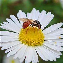 Exoneura sp. (genus) (A reed bee) at Braidwood, NSW - 6 Nov 2024 by MatthewFrawley