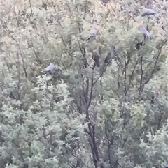 Callocephalon fimbriatum (Gang-gang Cockatoo) at Clear Range, NSW - 4 Nov 2024 by ChrisHolder