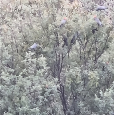 Callocephalon fimbriatum (Gang-gang Cockatoo) at Clear Range, NSW - 3 Nov 2024 by ChrisHolder