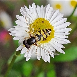 Simosyrphus grandicornis at Braidwood, NSW - 6 Nov 2024