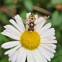 Simosyrphus grandicornis at Braidwood, NSW - 6 Nov 2024