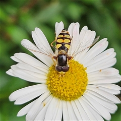 Simosyrphus grandicornis at Braidwood, NSW - 6 Nov 2024