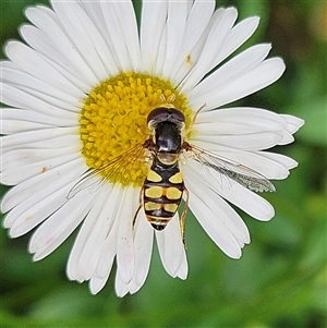 Simosyrphus grandicornis at Braidwood, NSW - 6 Nov 2024