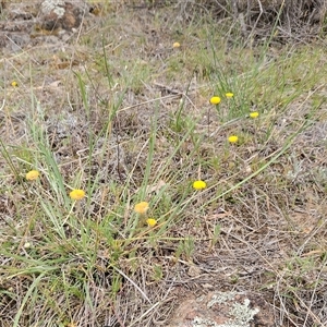 Leptorhynchos squamatus subsp. squamatus at Whitlam, ACT - 5 Nov 2024