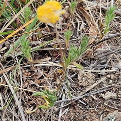 Leptorhynchos squamatus subsp. squamatus at Whitlam, ACT - 5 Nov 2024 08:55 AM