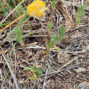 Leptorhynchos squamatus subsp. squamatus at Whitlam, ACT - 5 Nov 2024 08:55 AM