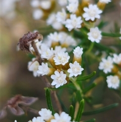 Ozothamnus thyrsoideus (Sticky Everlasting) at Captains Flat, NSW - 6 Nov 2024 by Csteele4