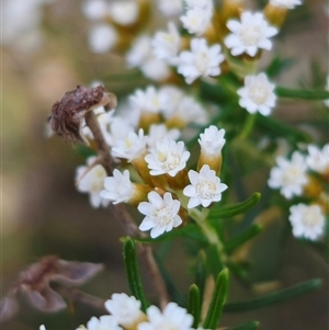 Ozothamnus thyrsoideus at Captains Flat, NSW - 6 Nov 2024