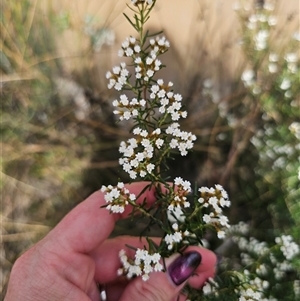 Ozothamnus thyrsoideus at Captains Flat, NSW - 6 Nov 2024