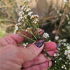 Ozothamnus thyrsoideus at Captains Flat, NSW - 6 Nov 2024