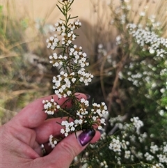 Ozothamnus thyrsoideus at Captains Flat, NSW - 6 Nov 2024