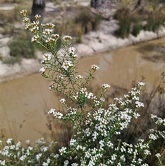 Ozothamnus thyrsoideus at Captains Flat, NSW - 6 Nov 2024