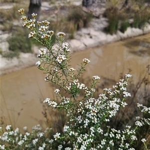 Ozothamnus thyrsoideus at Captains Flat, NSW - 6 Nov 2024