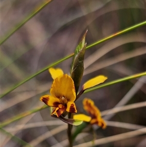 Diuris semilunulata at Captains Flat, NSW - 6 Nov 2024