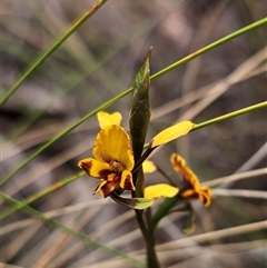 Diuris semilunulata at Captains Flat, NSW - suppressed