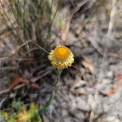 Coronidium scorpioides (Button Everlasting) at Captains Flat, NSW - 6 Nov 2024 by Csteele4