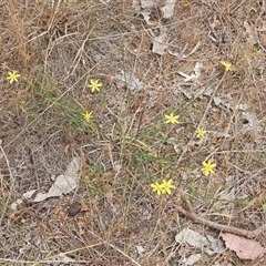Tricoryne elatior (Yellow Rush Lily) at Uriarra Village, ACT - 6 Nov 2024 by LineMarie