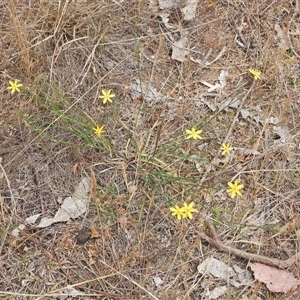 Tricoryne elatior at Uriarra Village, ACT - 6 Nov 2024