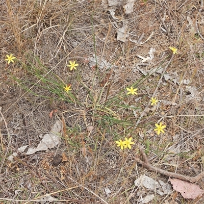 Tricoryne elatior (Yellow Rush Lily) at Uriarra Village, ACT - 6 Nov 2024 by LineMarie