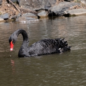 Cygnus atratus at Belconnen, ACT - 28 Aug 2024