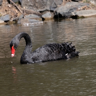 Cygnus atratus (Black Swan) at Belconnen, ACT - 28 Aug 2024 by AlisonMilton