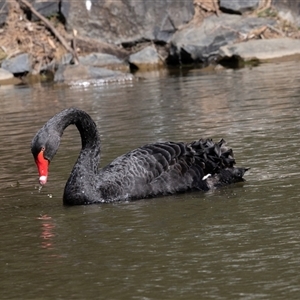 Cygnus atratus at Belconnen, ACT - 28 Aug 2024