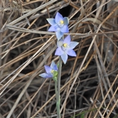 Thelymitra sp. (pauciflora complex) (Sun Orchid) at Uriarra Village, ACT - 6 Nov 2024 by LineMarie