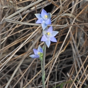 Thelymitra sp. (pauciflora complex) at Uriarra Village, ACT - suppressed