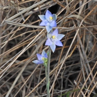 Thelymitra sp. (pauciflora complex) (Sun Orchid) at Uriarra Village, ACT - 6 Nov 2024 by LineMarie