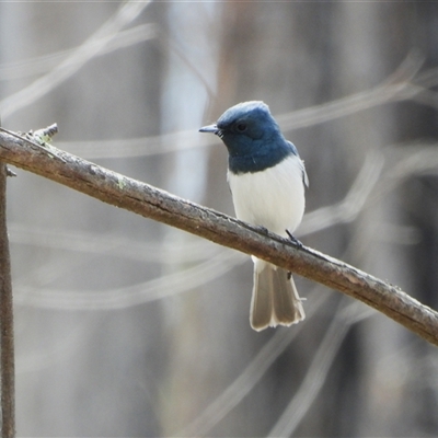 Myiagra rubecula (Leaden Flycatcher) at Uriarra Village, ACT - 6 Nov 2024 by LineMarie