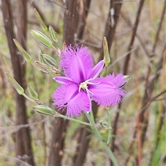 Thysanotus tuberosus subsp. tuberosus (Common Fringe-lily) at Whitlam, ACT - 4 Nov 2024 by sangio7