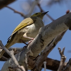 Ptilotula penicillata (White-plumed Honeyeater) at Belconnen, ACT - 28 Aug 2024 by AlisonMilton