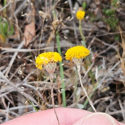 Leptorhynchos squamatus (Scaly Buttons) at Whitlam, ACT - 4 Nov 2024 by sangio7