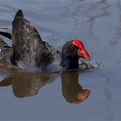 Porphyrio melanotus (Australasian Swamphen) at Belconnen, ACT - 28 Aug 2024 by AlisonMilton