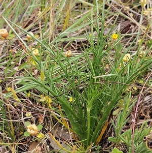 Eryngium ovinum at Whitlam, ACT - 5 Nov 2024