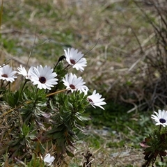 Dimorphotheca ecklonis (South African Daisy) at Belconnen, ACT - 28 Aug 2024 by AlisonMilton