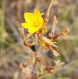 Bulbine bulbosa at Whitlam, ACT - 5 Nov 2024