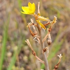 Bulbine bulbosa at Whitlam, ACT - 5 Nov 2024