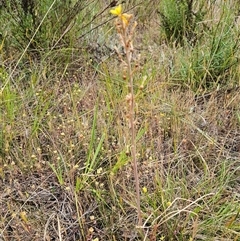 Bulbine bulbosa at Whitlam, ACT - 5 Nov 2024